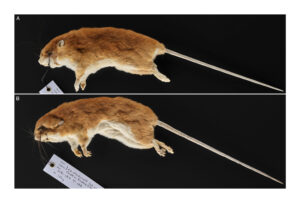 Melomys fulgens specimens. Photo credit: National Museums Scotland.