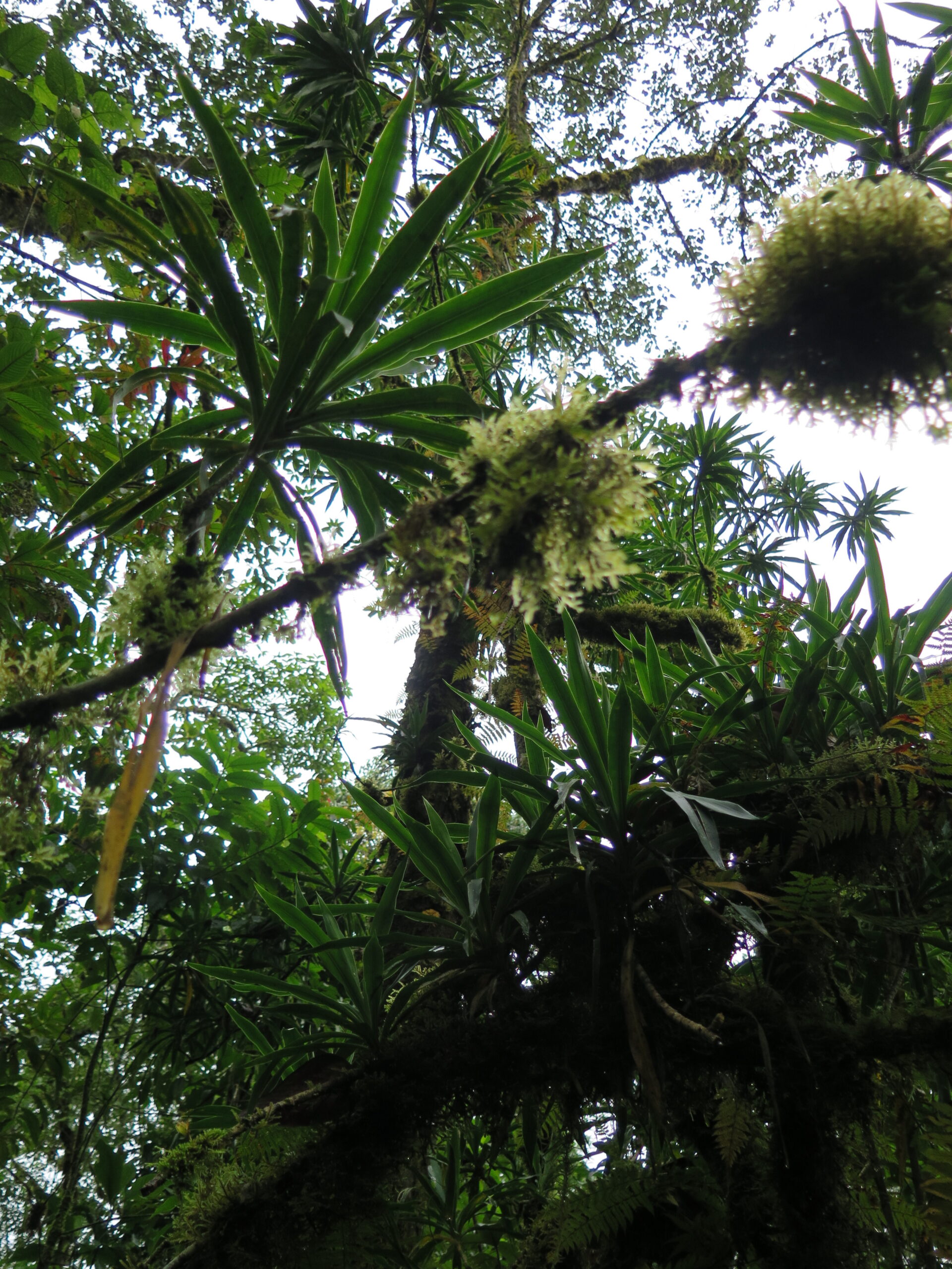 Chingawa Forest (J. Bryja)