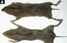 Neohylomys vietnamensis