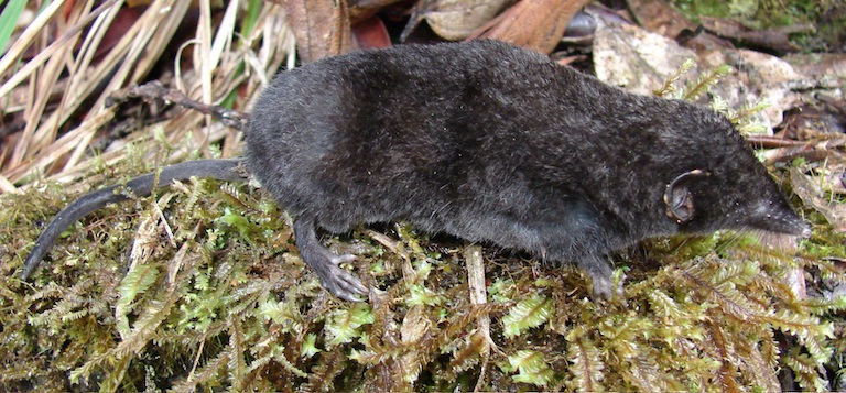Palawanosorex muscorum